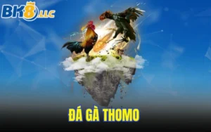 Đá gà thomo