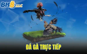 Đá gà trực tiếp