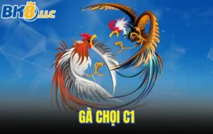 Gà chọi C1