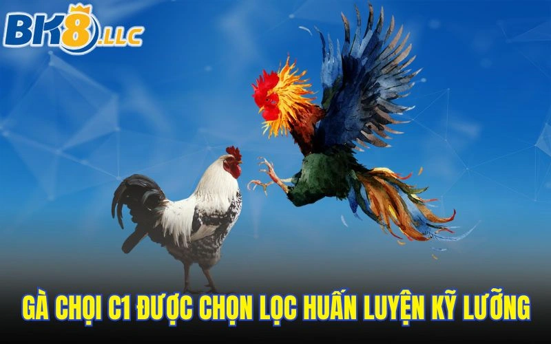 Gà chọi C1 được chọn lọc huấn luyện kỹ lưỡng