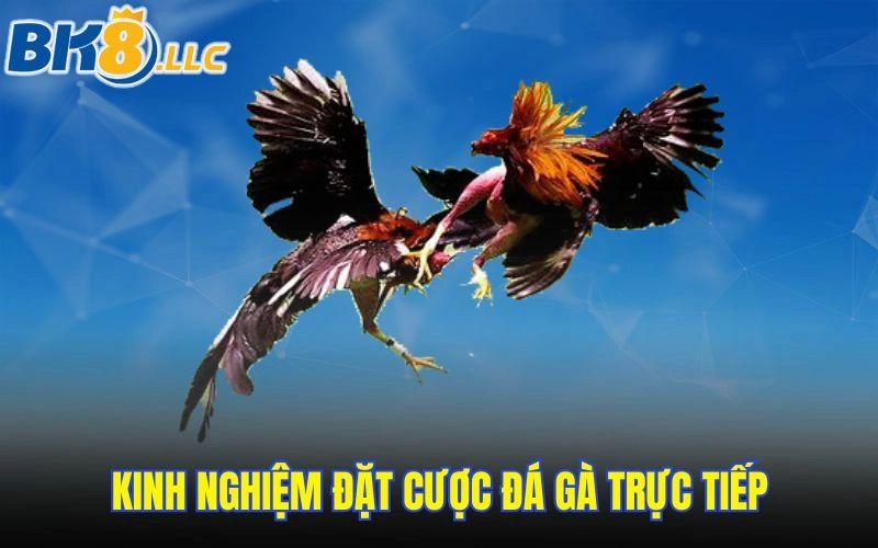 Kinh nghiệm đặt cược đá gà trực tiếp