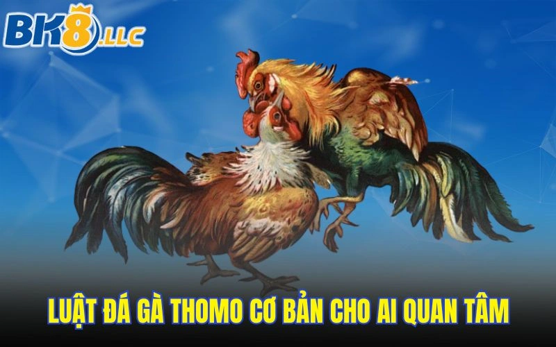 Luật đá gà Thomo cơ bản cho ai quan tâm