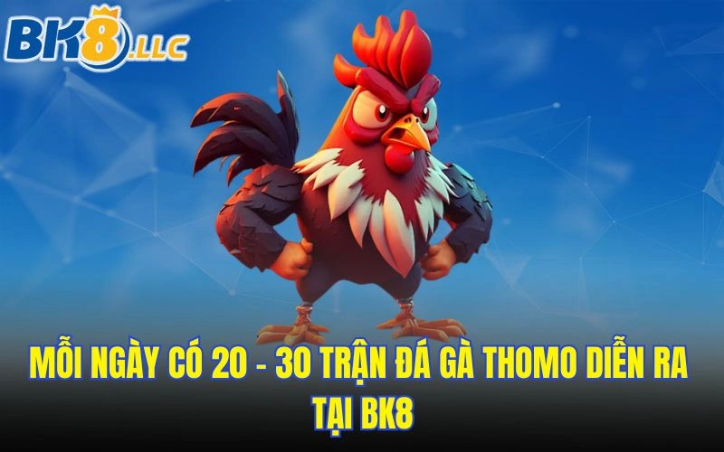 Mỗi ngày có 20 - 30 trận đá gà Thomo diễn ra tại BK8